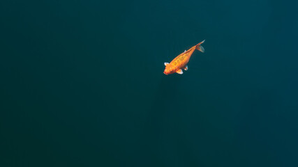 Colorful Japanese Koi fishes float in the pond. Fancy golden carps swam