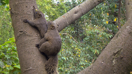 Pallas's squirrel have sex in the tree of the Daan park forest, Taipei