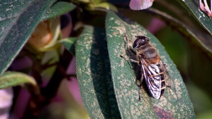 Macro Insects. Wonderful close-up bee on leaf under bright sun