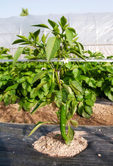 Growing young peppers and flowers