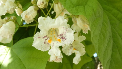 Flowers of a flowering catalpa tree in early summer 2021.