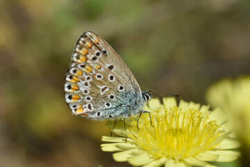 Common Blue butterfly - polyommatus icarus. Little blue butterfly on wild meadow