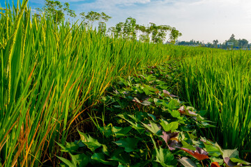 rice field