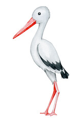 crane, white, cartoon-style, on an isolated background. Watercolour, animal, hand-drawn.