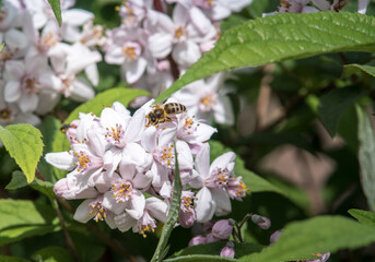 Deutzia longifolia is a Veitchii flower from the Hydrangeaceae family. A bee collects nectar on a flower.