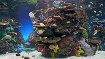 Fototapeta na wymiar коралловый риф