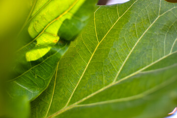 close up photo fibrous green leaves