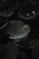 Lotus Leaf on the water