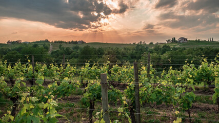 Spring stormy sunset in the vineyards of Collio Friulano, Friuli-Venezia Giulia, Italy