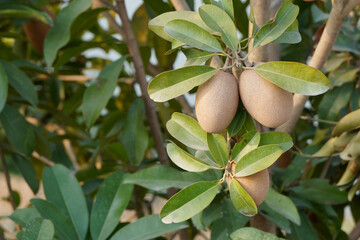 Manilkara zapota fruit on tree in the moring