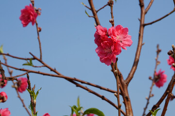 Pink peach blossom flowers blooming on blue sky background
