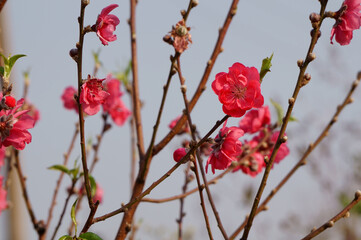Close up of pink peach blossom flower in bloom