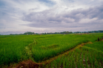 Fototapeta na wymiar rice fileds and blue sky