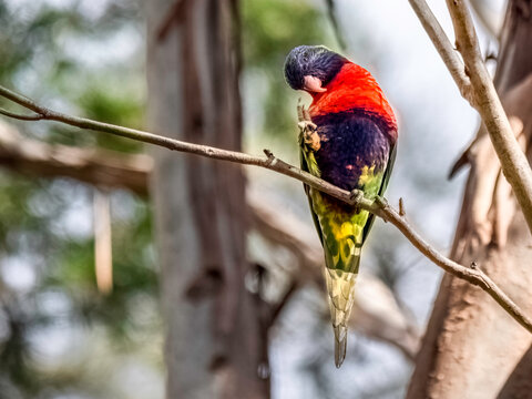Lorikeet Preening