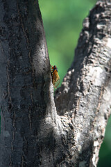 Cicada on a tree