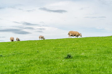 Rural Northumberland, UK