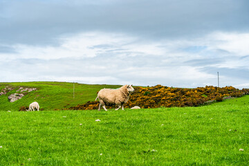 Rural Northumberland, UK