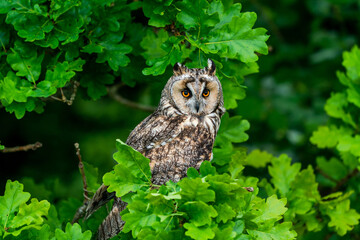 Long-eared owl (Asio otus)