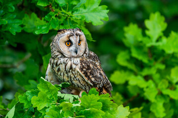 Fototapeta premium Long-eared owl (Asio otus)