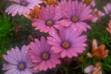 Daisies and raindrops