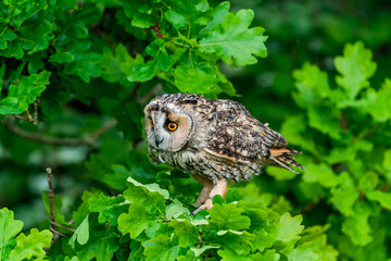 Long-eared owl (Asio otus)