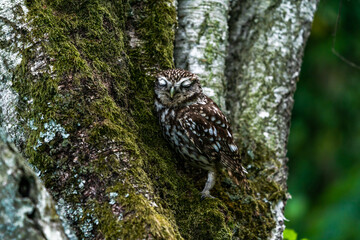 Little owl (Athene noctua)