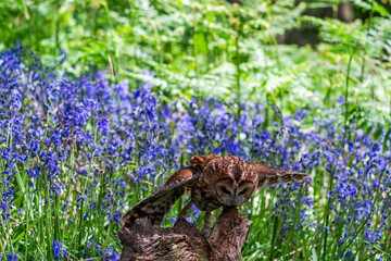 Tawny Owl (Strix aluco)