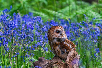 Tawny Owl (Strix aluco)
