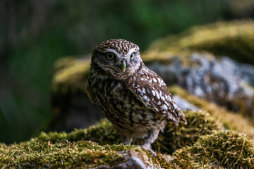 Little owl (Athene noctua)