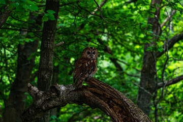 Tawny Owl (Strix aluco)