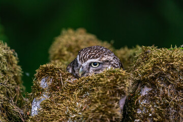 Little owl (Athene noctua)