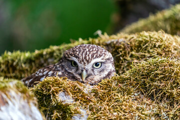 Little owl (Athene noctua)