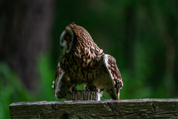 Short-eared owl (Asio flammeus)