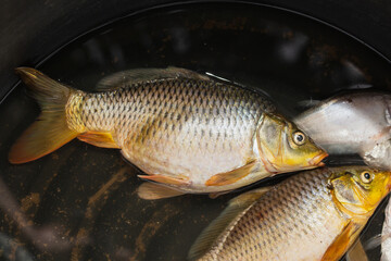 Carp is a freshwater fish