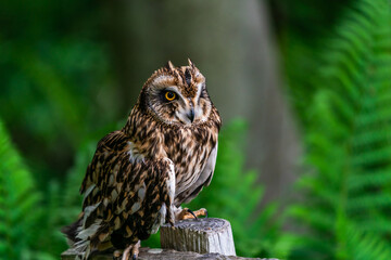 Short-eared owl (Asio flammeus)