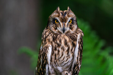 Short-eared owl (Asio flammeus)