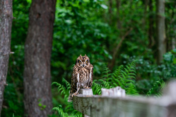 Short-eared owl (Asio flammeus)