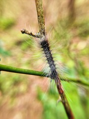 Caterpillar in the garden