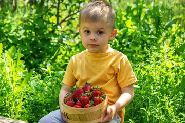 Child with a basket of strawberries. Children help with the harvest. Selective focus.