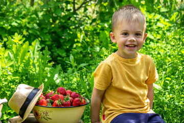 Child with a basket of strawberries. Children help with the harvest. Selective focus.