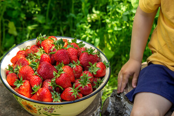 Child with a basket of strawberries. Children help with the harvest. Selective focus.