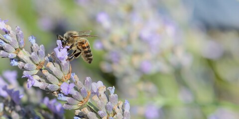 abeille lavande 3