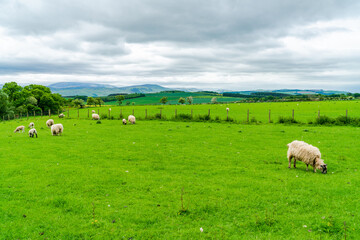 Fototapeta na wymiar Rural Northumberland, UK