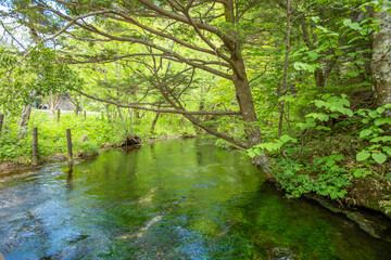 Obraz premium 長野県 新緑の上高地