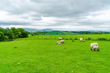 Obraz premium Rural Northumberland, UK