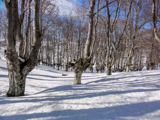 Camino a través del bosque hacia la cima del monte Gorbea con nieve, País Vasco