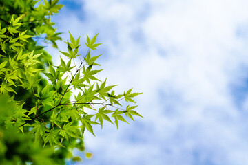 青空と新緑のカエデ