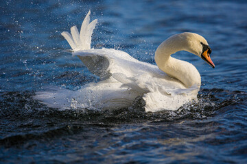 Mute Swan flapping its wing to clean itself in London
