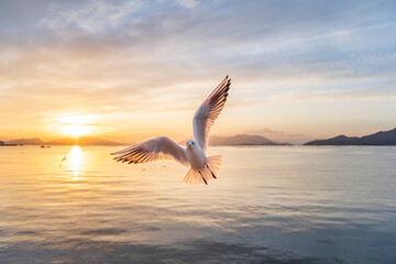 広島県廿日市市地御前のカモメ