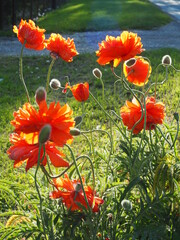 Kwiaty maki oświetlone słońcem